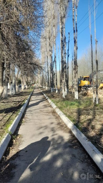 Дарахт кесиш хизмати