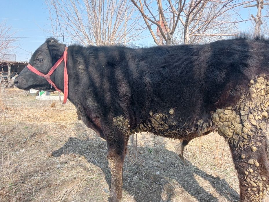 Бұқа сатылады қызыққандар болса