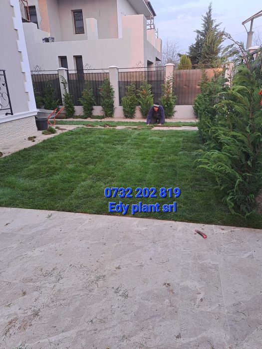 Gazon rulou sport,Tuia Brazi Mesteacan etc