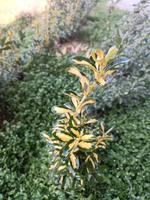 Shamshod gullar sotiladi