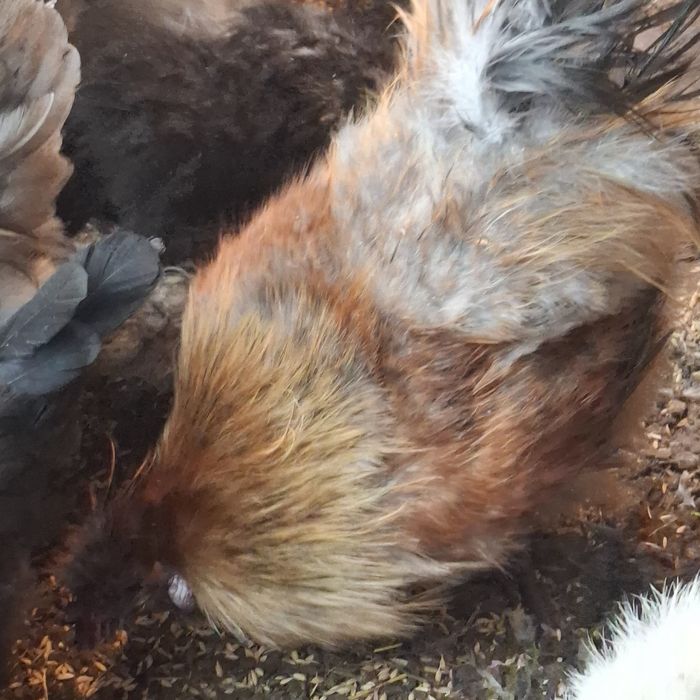 Здравствуйте. Продам петушка.