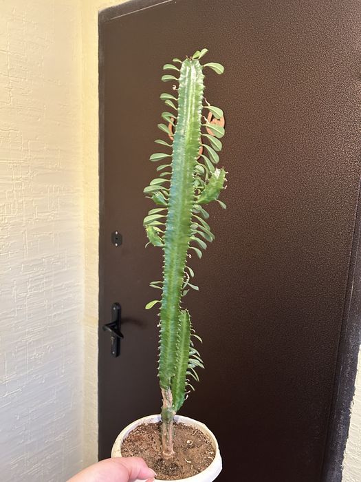 Рео, хлорофитум, фикусы, валлота