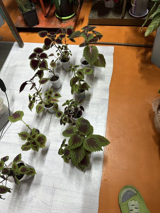 Үй гүлдері сатылады