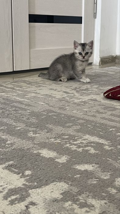 Котенок 7 апта!!