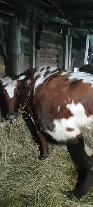 Продам корову стельную