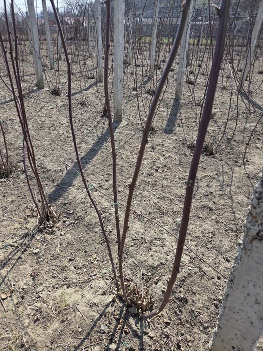 Butași  de mure altoi