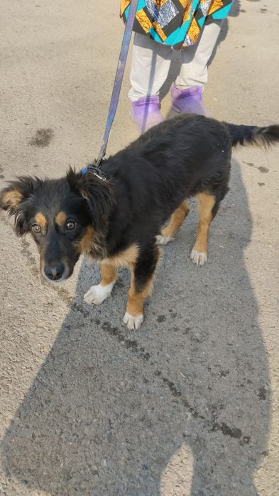 Щенок - подросток(девочка)