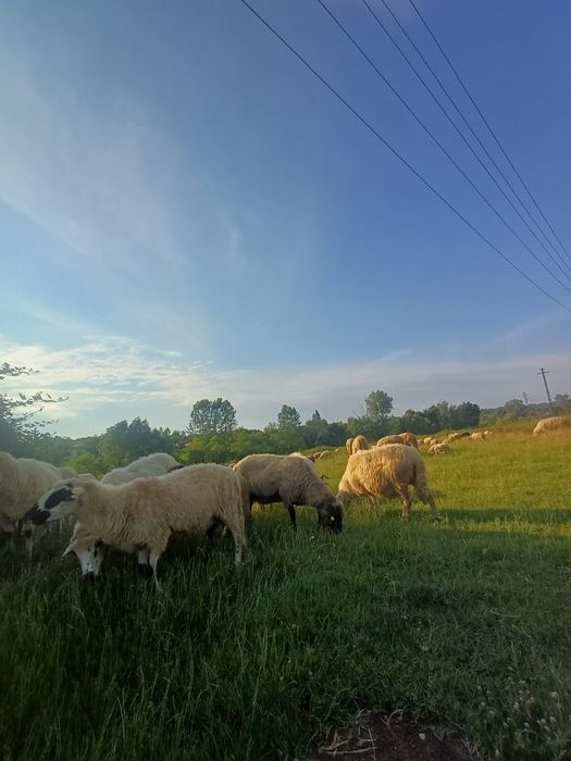 Vând oi cu miei langa ele