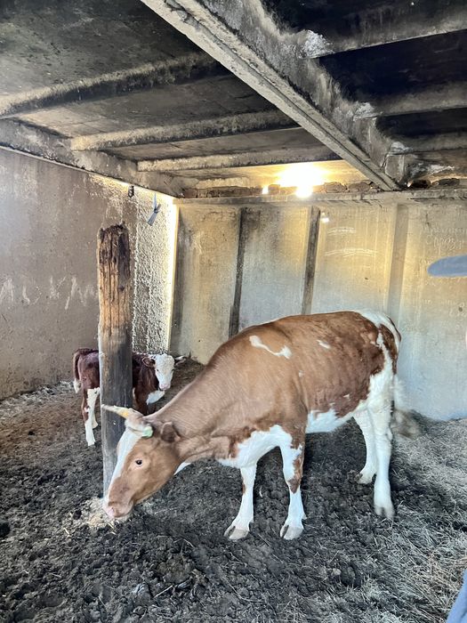 Продам корову/Сиыр сатамын