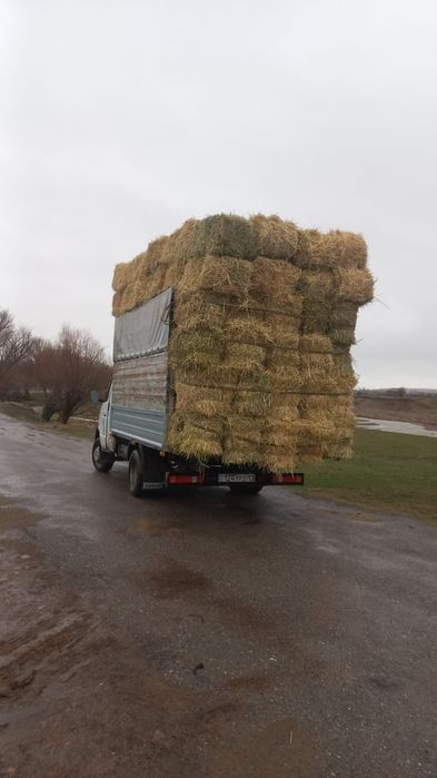 Шөп пірес жоңышқа