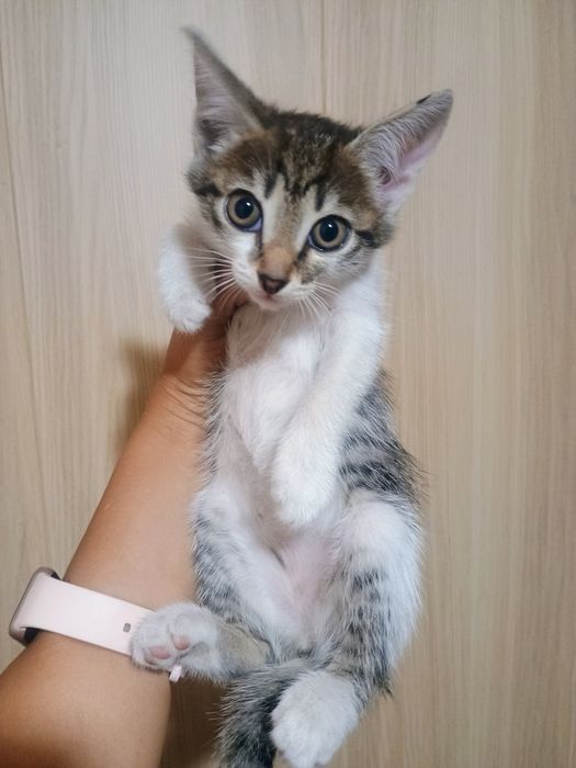 Отдам в добрые руки котят