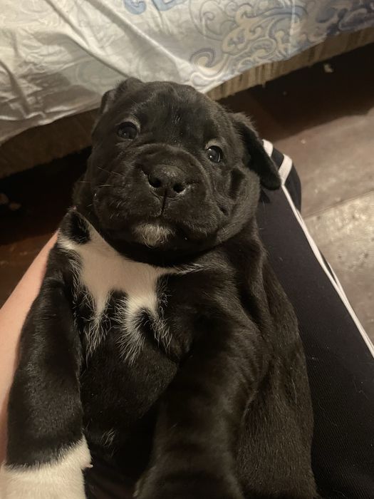 Продам щенка порода боксер