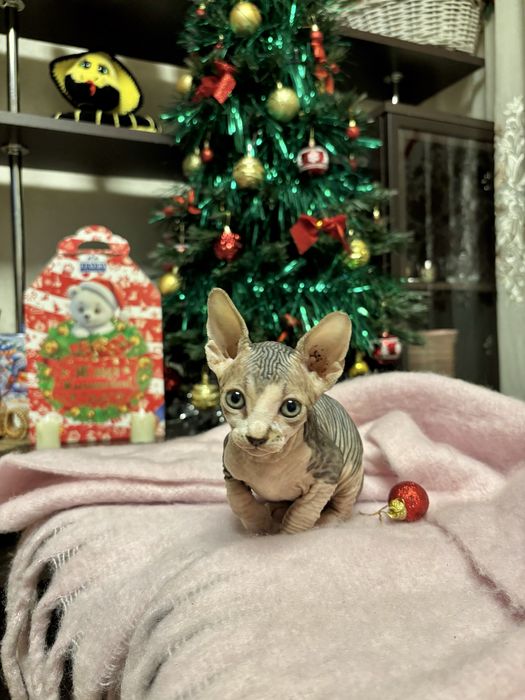 Продам котят канадского сфинкса