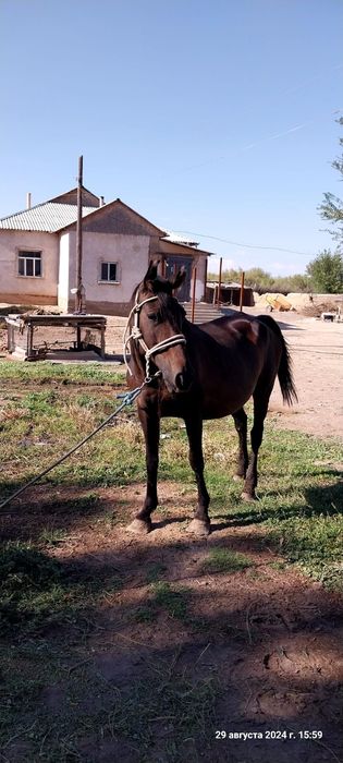 Бие сатылады 840мын