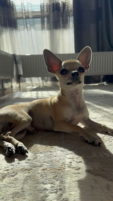 Принц ищет себе невесту)