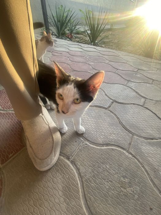 Котята Отдам в добрые руки
