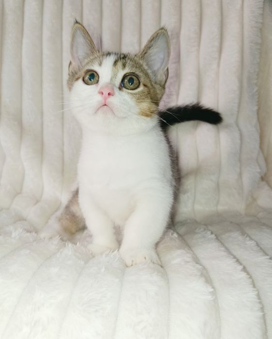 Продается шикарный котенок Манчкин, мальчик
