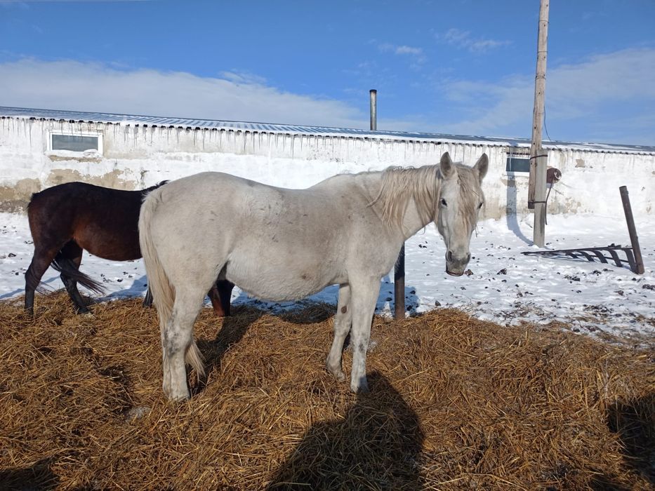 Продам кобылу, жеребая
