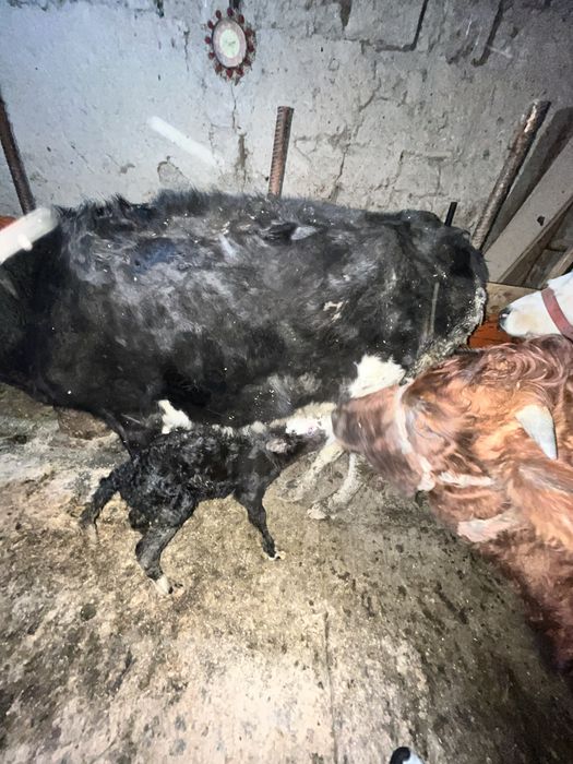 Сыйыр бузауымен сатылады