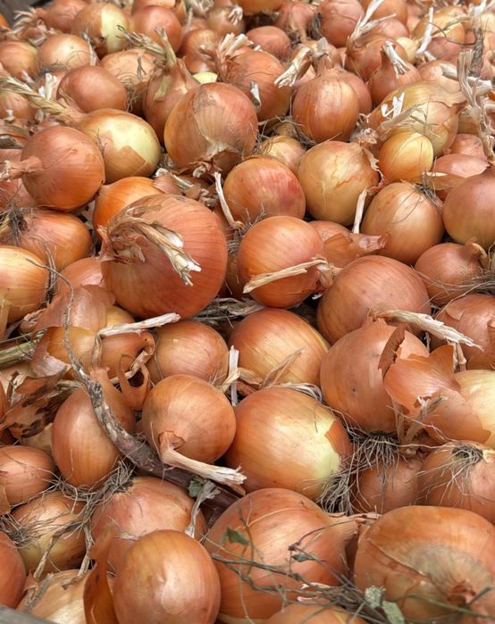 Vand ceapa galbena calibru 50-70