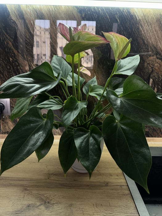 Антуриум, розовый