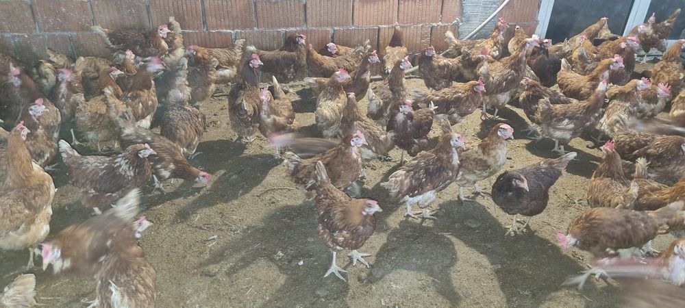 Găini 11 luni - Penaj deosebit - 20 lei/bucata