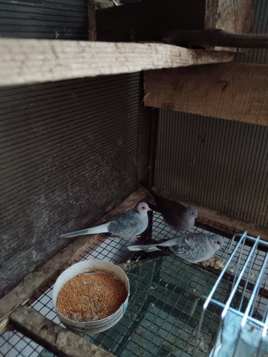 Turturele diamant peruș și nimfe