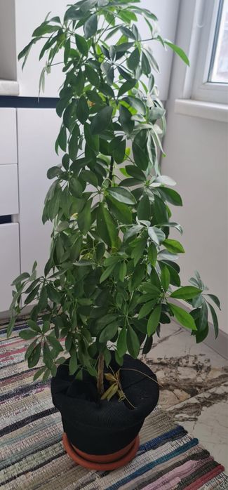 Продаются домашние растения