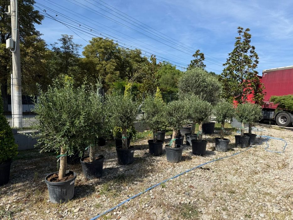 Plante naturale din pepiniera