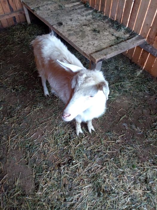 Capra Sannen 1 an si 5 luni