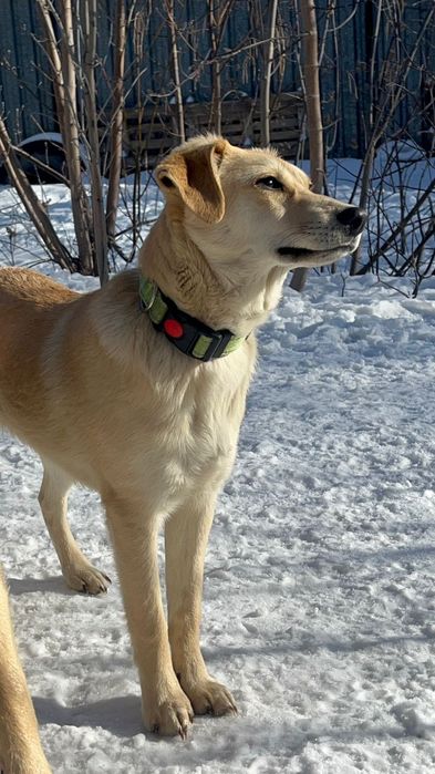 Щенки в надёжные руки