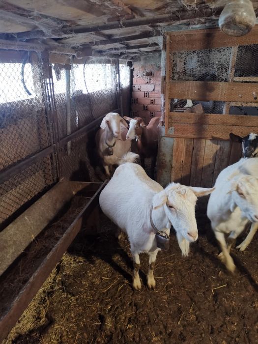 8 млади Кози Бяла слатина