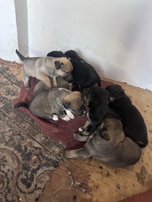 Яхши кулларга берамз