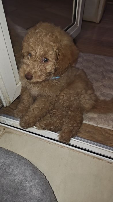 Мини пудел (той) момче