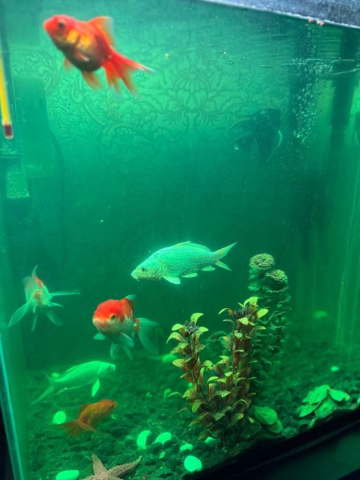 Akvarium baliqlar uchun