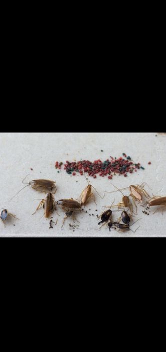 OFER Dezinfecție și Deratizare