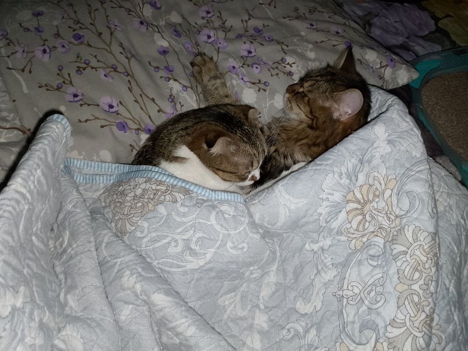 Яхши кулларга видио ташап турадигон одамлага хадияга