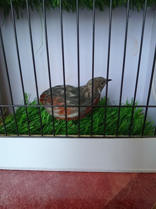 Расписной перепел.