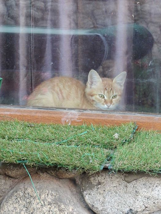 Едно коте за подаряване
