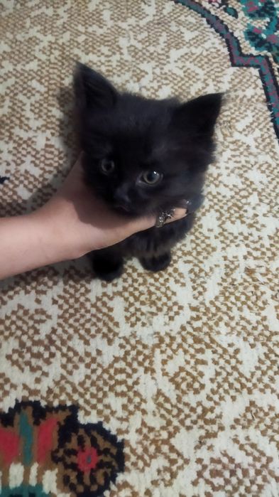 Katta eshakli ayollarning porno foto galereyasi