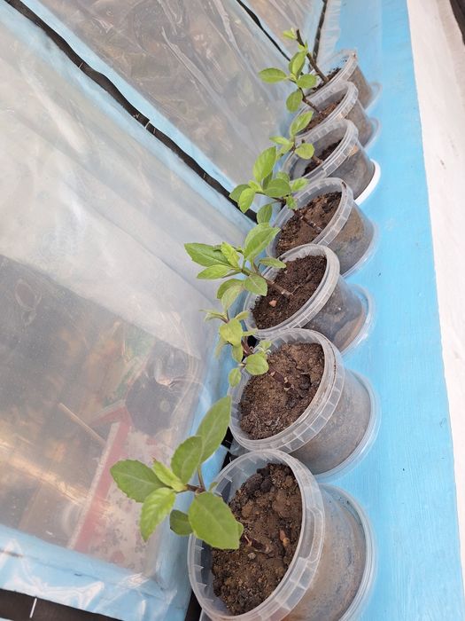 Джинура растение