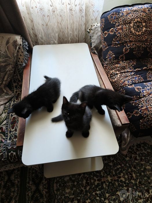 Котята (mushukchalar)