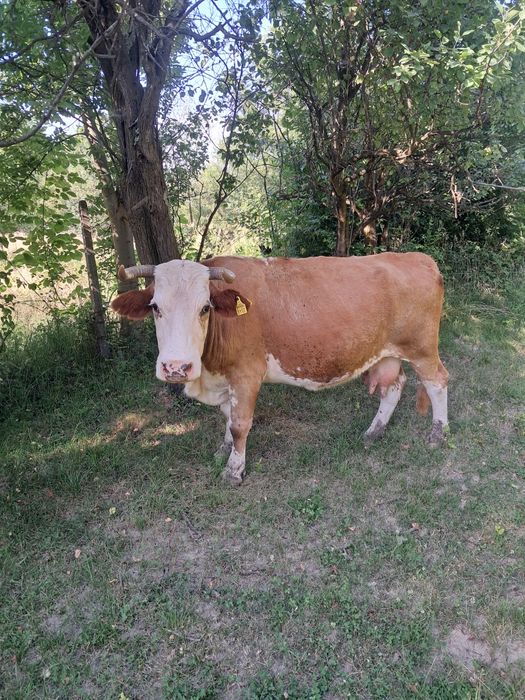 Vând vaca gestanta ..