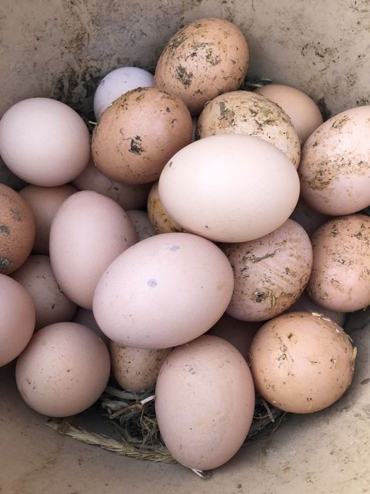 Куры несушки в Наличии ДОСТАВКА