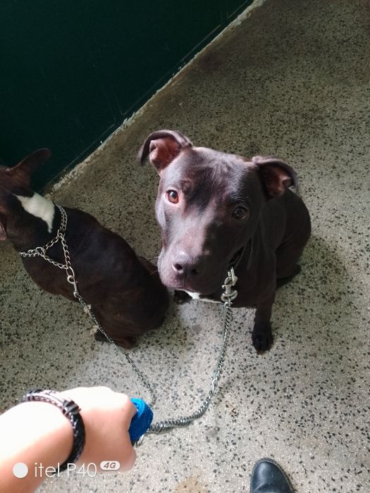 Разхождане на кучета – доверие и грижа