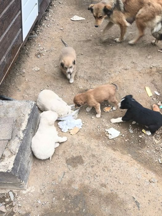 Щенки бесплатно 1,5 месяца .