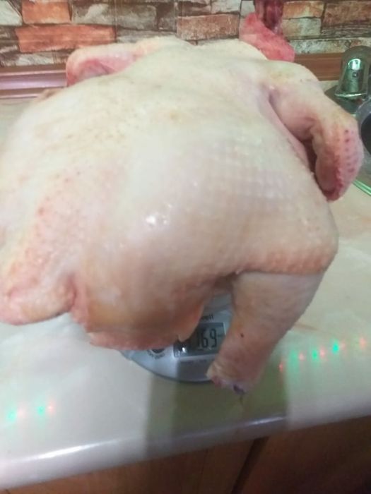 Бройлер цыплята Кобб-500