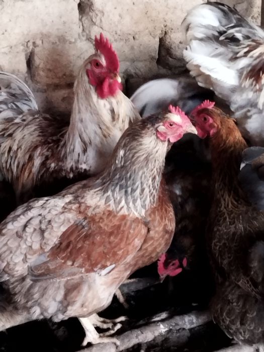 Продавам яйца от катунски кокошки
