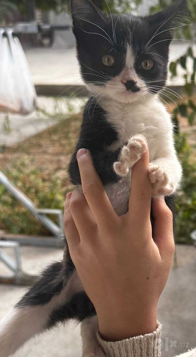 Отдам котят даром
