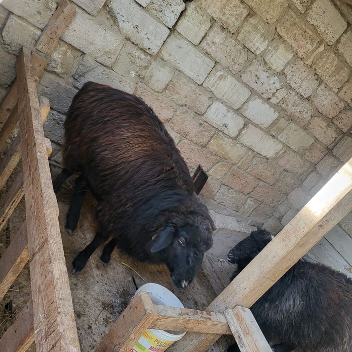 Семіз қой сатылады